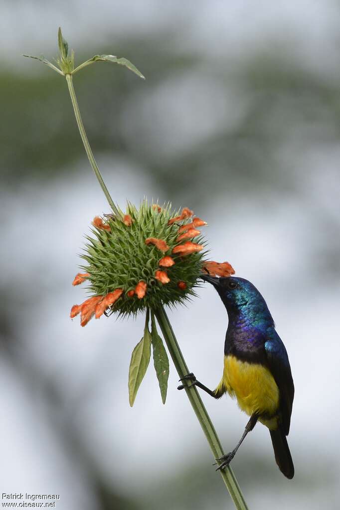 Variable Sunbird male adult breeding, feeding habits, eats