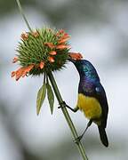 Variable Sunbird