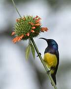 Variable Sunbird