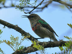 Southern Double-collared Sunbird