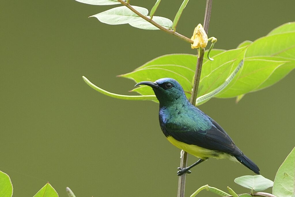 Mayotte Sunbird male adult