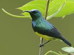 Mayotte Sunbird