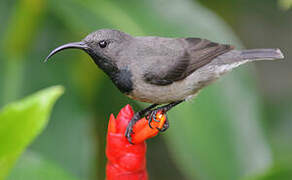 Seychelles Sunbird