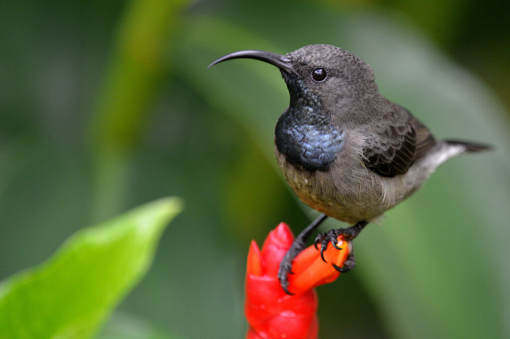 Seychelles Sunbird