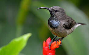 Seychelles Sunbird