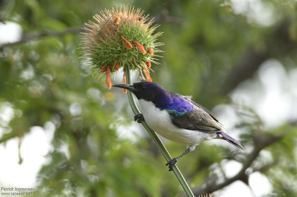 Eastern Violet-backed Sunbird male adult, feeding habits