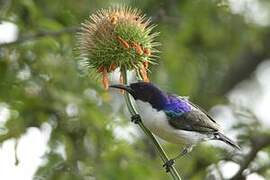 Eastern Violet-backed Sunbird