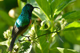 Eastern Double-collared Sunbird