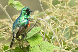 Eastern Double-collared Sunbird