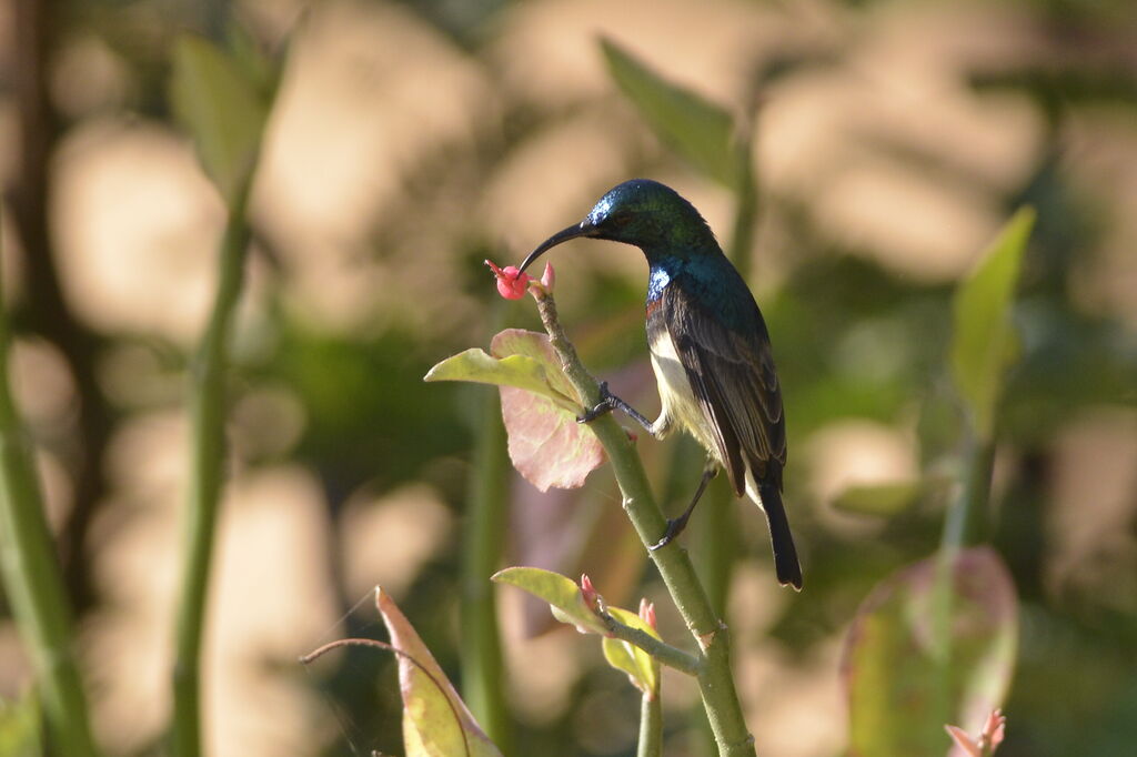 Souimanga Sunbird male adult