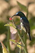 Souimanga Sunbird