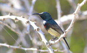 Souimanga Sunbird