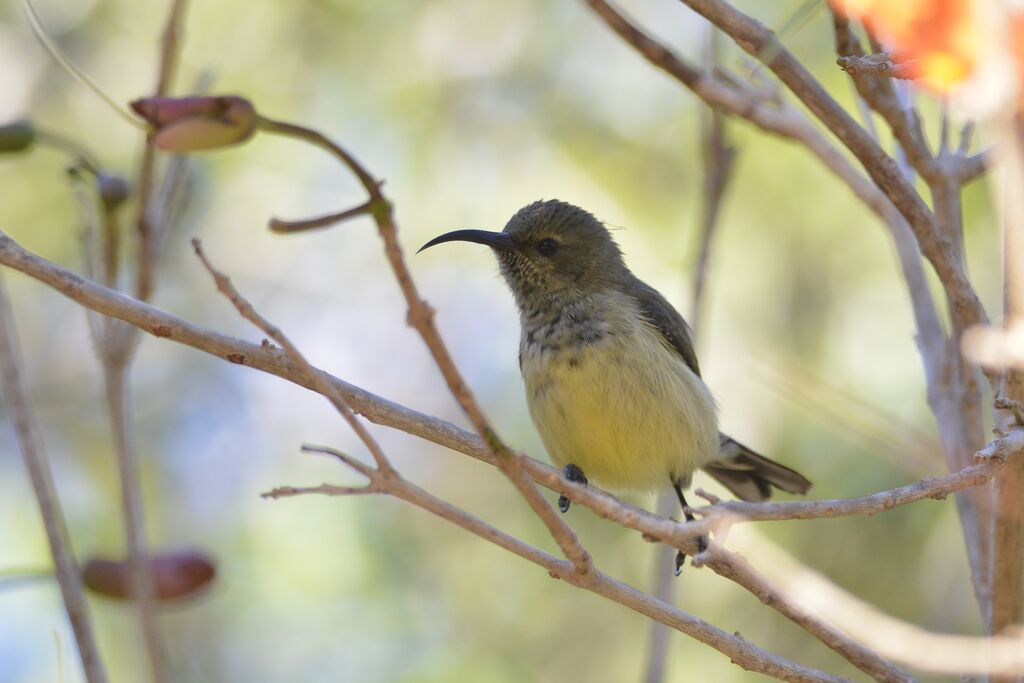 Souimanga Sunbird female adult