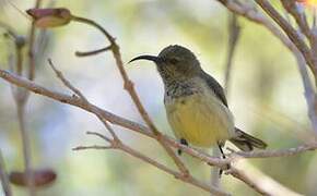 Souimanga Sunbird