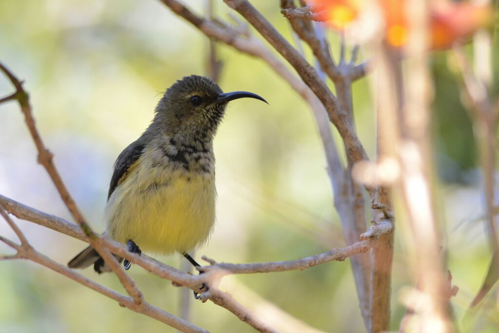 Souimanga Sunbird female adult