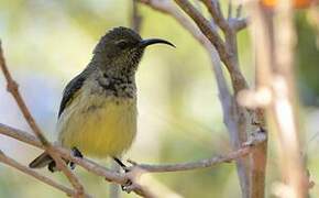 Souimanga Sunbird