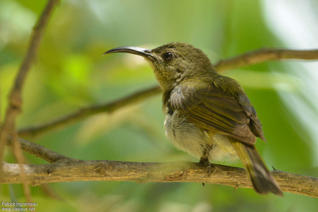 Souimanga olivâtreadulte, identification