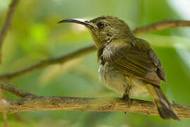 Olive Sunbird