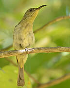 Olive Sunbird