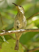 Olive Sunbird