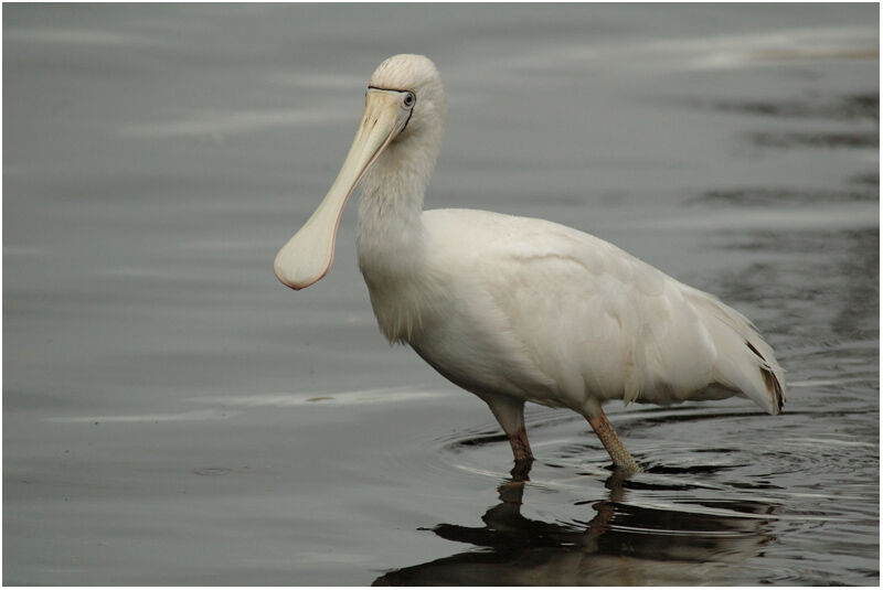 Yellow-billed Spoonbilladult breeding