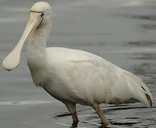 Yellow-billed Spoonbill