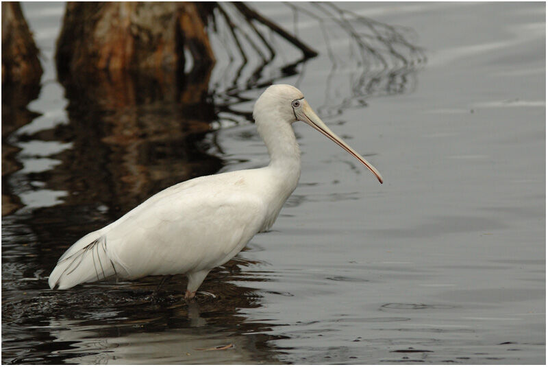 Yellow-billed Spoonbilladult breeding