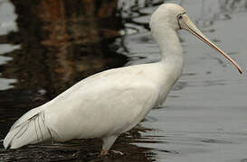 Yellow-billed Spoonbill