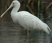 Yellow-billed Spoonbill