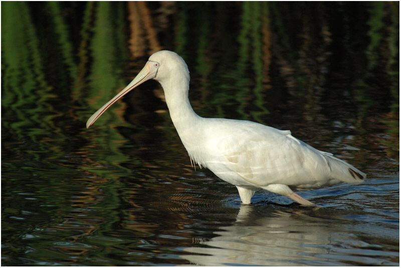 Yellow-billed Spoonbilladult breeding