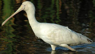 Yellow-billed Spoonbill