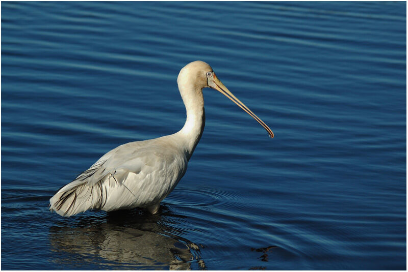 Yellow-billed Spoonbilladult breeding