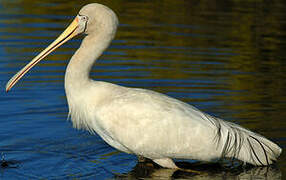 Yellow-billed Spoonbill