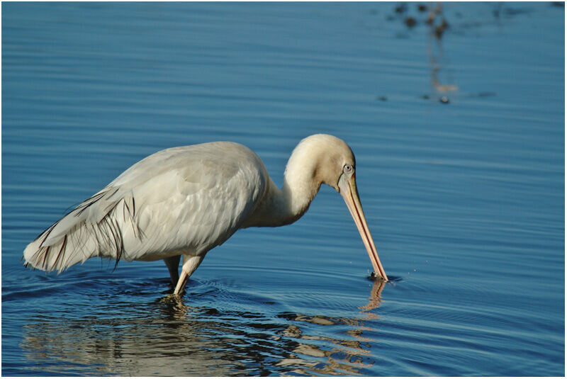 Yellow-billed Spoonbill male adult