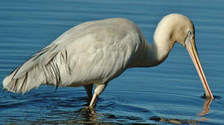 Yellow-billed Spoonbill