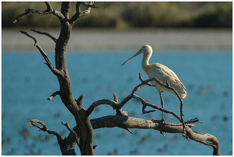 Yellow-billed Spoonbill