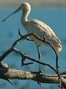 Yellow-billed Spoonbill