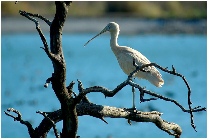 Yellow-billed Spoonbill