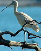 Yellow-billed Spoonbill