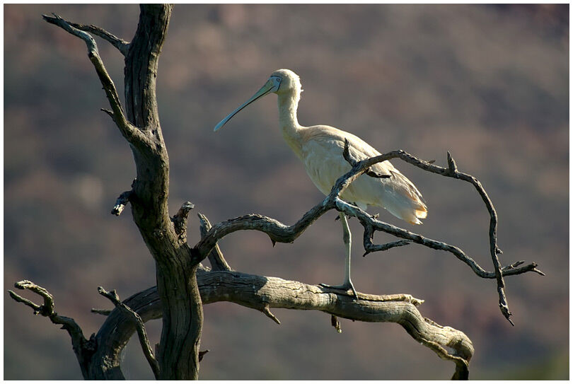 Yellow-billed Spoonbill