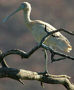 Yellow-billed Spoonbill