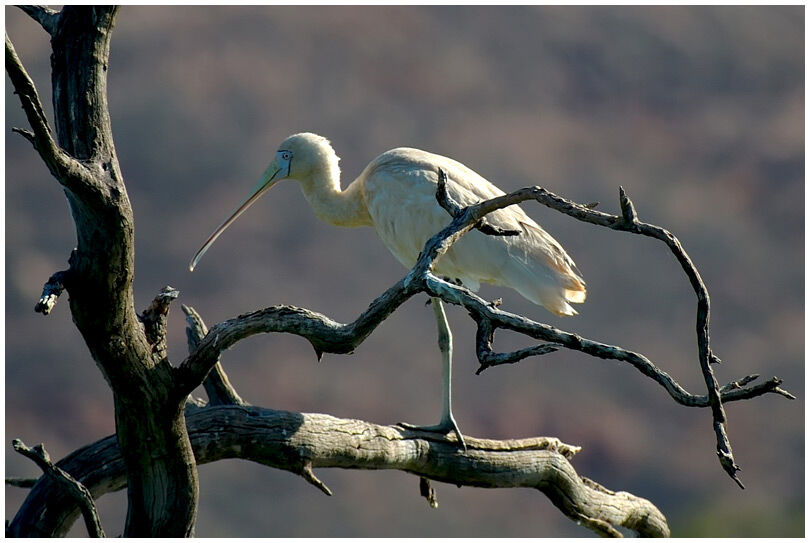 Yellow-billed Spoonbill