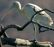 Yellow-billed Spoonbill