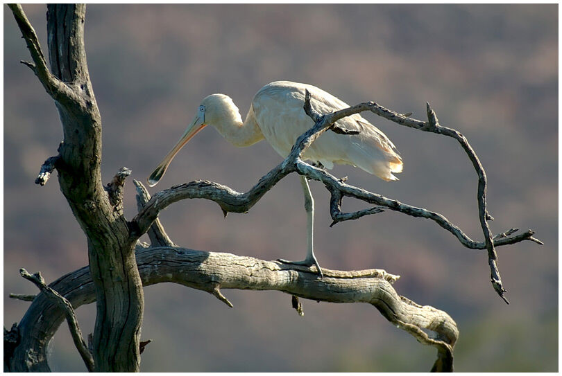 Yellow-billed Spoonbill