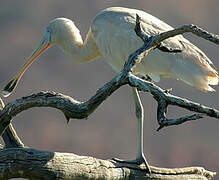 Yellow-billed Spoonbill