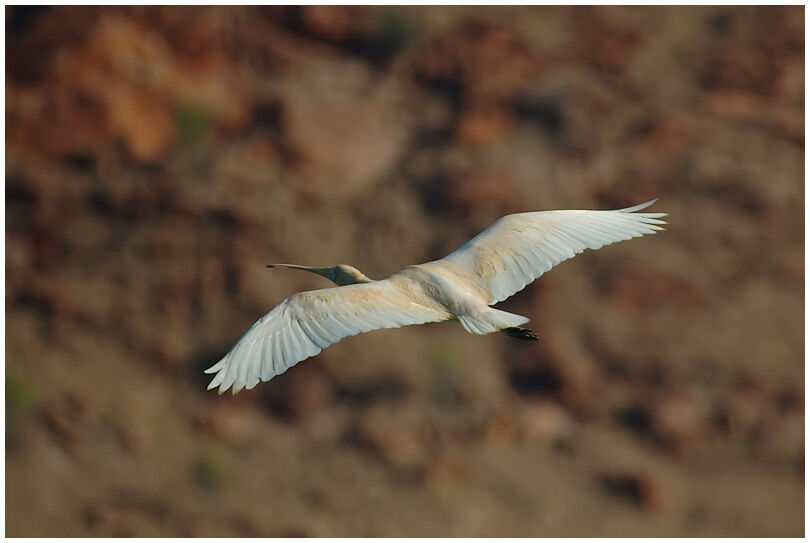 Yellow-billed Spoonbill