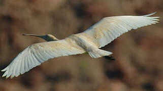 Yellow-billed Spoonbill