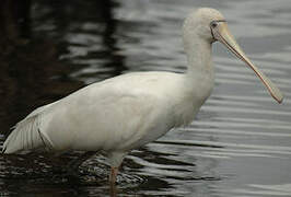 Yellow-billed Spoonbill