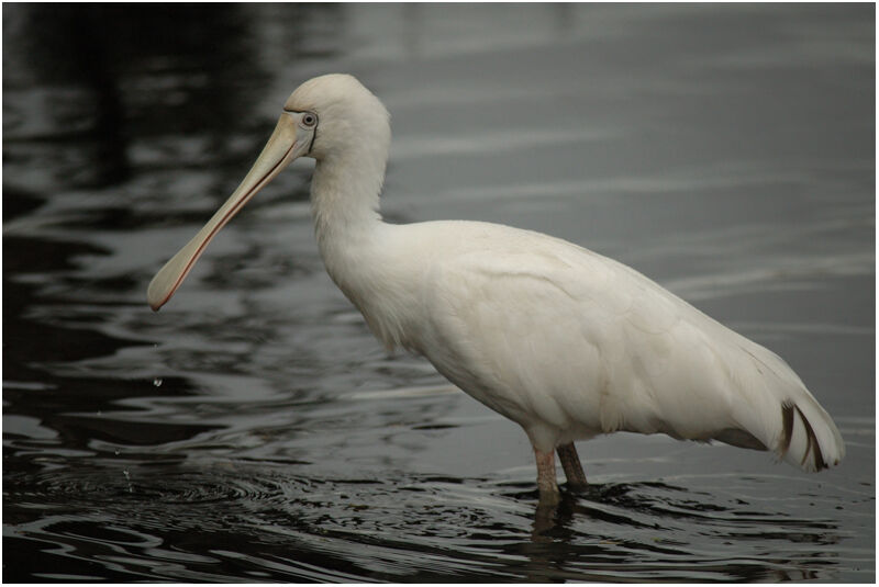 Yellow-billed Spoonbilladult breeding