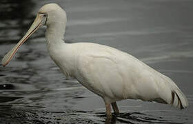 Yellow-billed Spoonbill